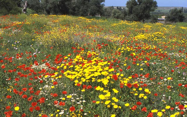 Wild Flowers