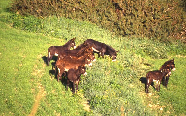 Donkeys in Karpas National Park