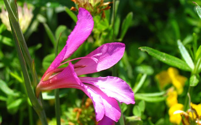 Orchids of Kyrenia
